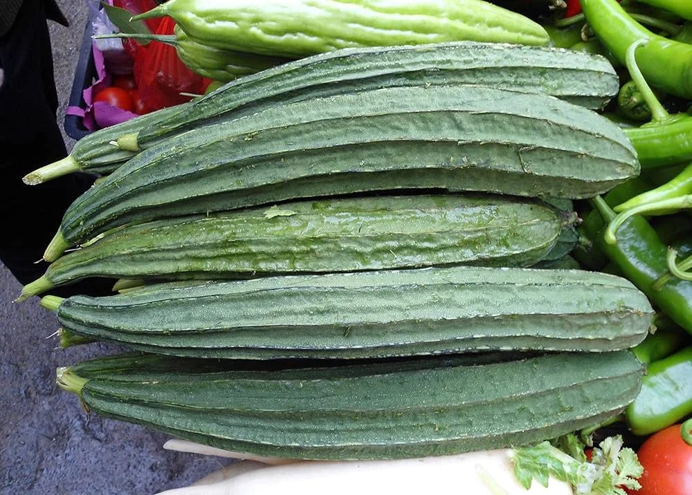 Ridge Gourd