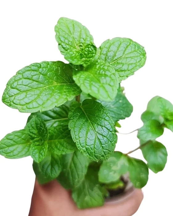 Pudina mint