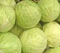 Cabbage