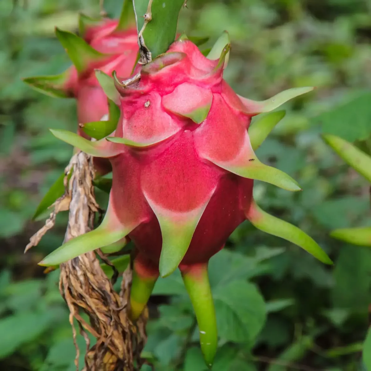 Dragon fruit