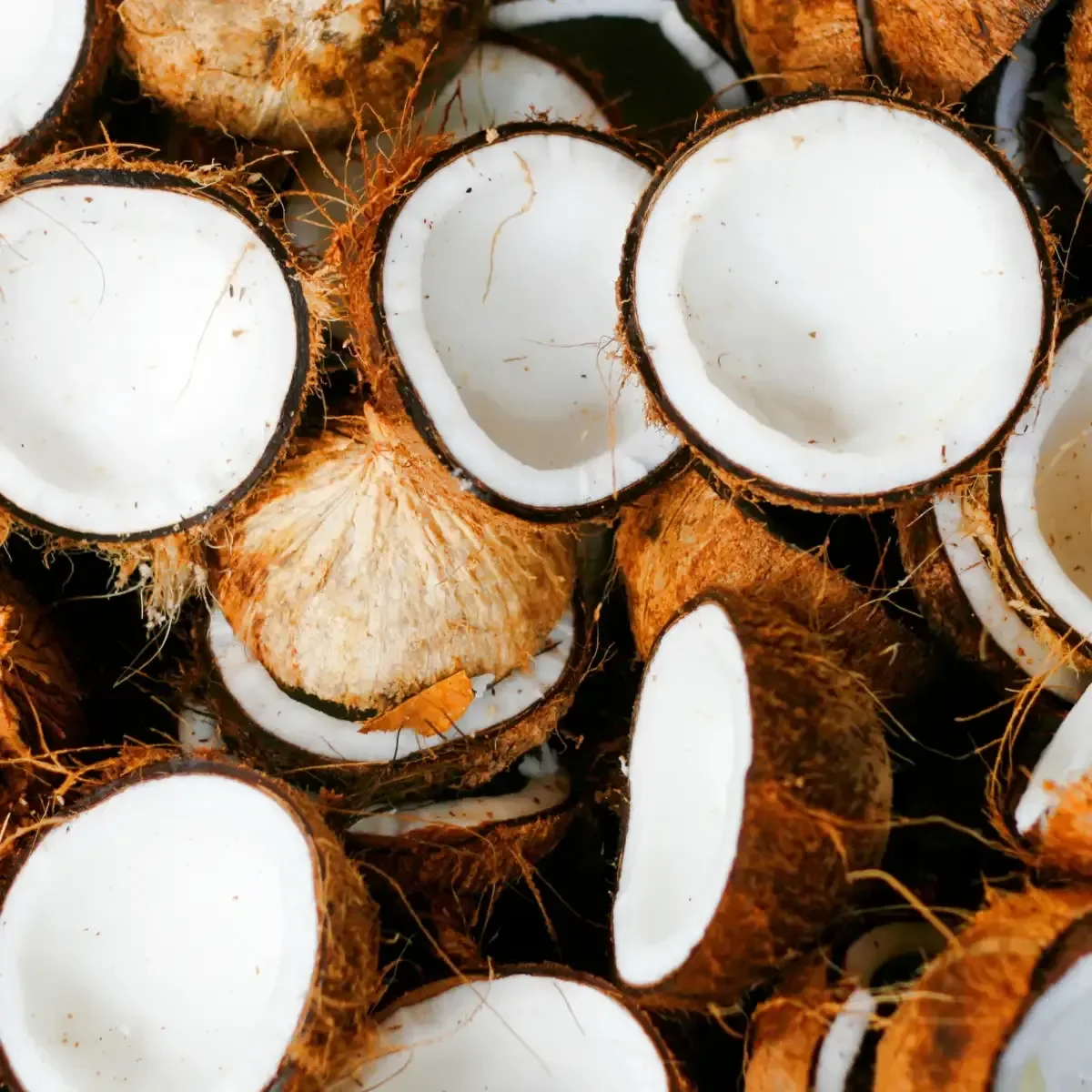 Coconut